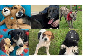Six dogs waiting for a home at Carlow/Kilkenny dog shelter