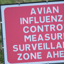 Irish and NI poultry keepers warned they 'must act now' to limit spread of avian flu