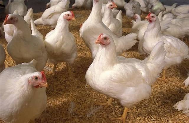 The person also had as many as 20 chickens in the Carlow residence