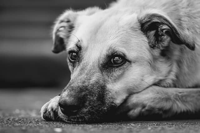 Rest Easy Friend is a new online platform for users to post memorials to their beloved animals who have passed away