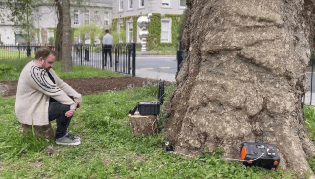 Irish people are shocked by AI talking tree in Dublin