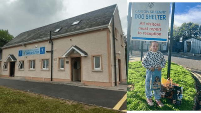 Photo: Carlow/Kilkenny Dog Shelter