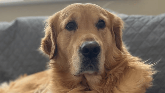 Archie was born with hip dysplasia