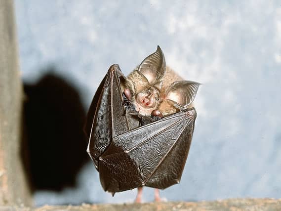 The Lesser Horseshoe Bat Picture: F Greenaway