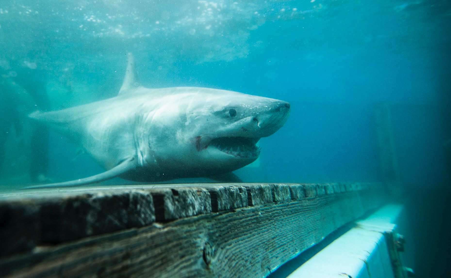 A white  shark returns to the ocean. Image credit OCEARCH, Chris Ross
