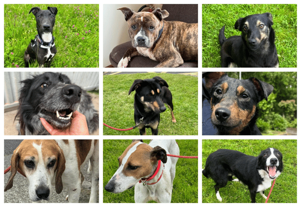 A number of gorgeous dogs are looking for homes in the Carlow Kilkenny Shelter