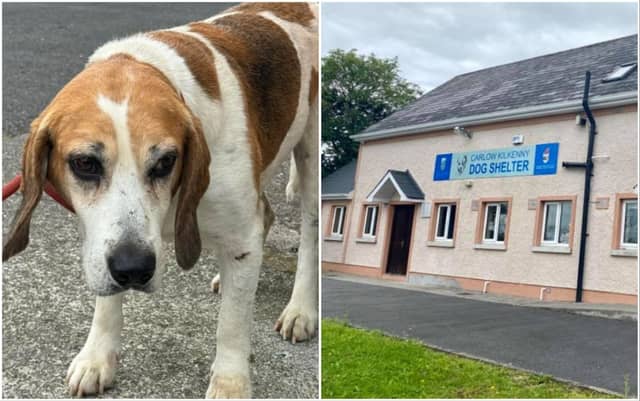 The Carlow and Kilkenny Dog Shelter described Benny as 'a quiet boy that just needs TLC and love at this late stage of his life'