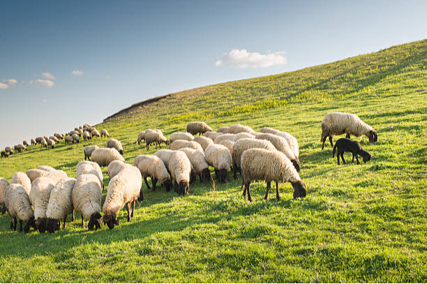 Ifac urges Carlow farmers to talk to their advisors about VAT 58 claims in light of new Revenue guidance