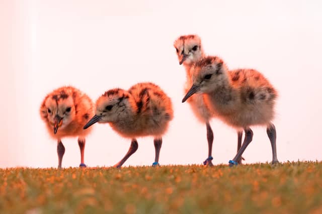 When capable of flying, the birds will be released back into their native habitats