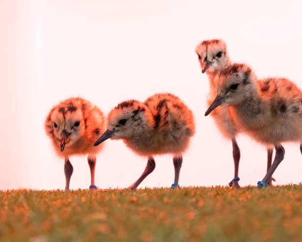 When capable of flying, the birds will be released back into their native habitats