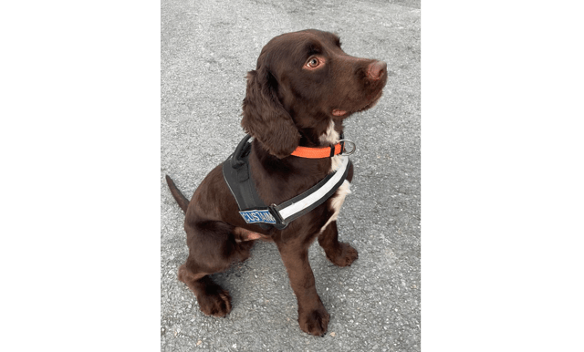 Customs dog, Toby