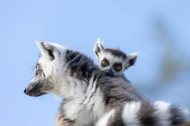 "Our Ring-Tailed lemurs are not only an iconic species but also a testament to the importance of conservation efforts," Teresa continued.