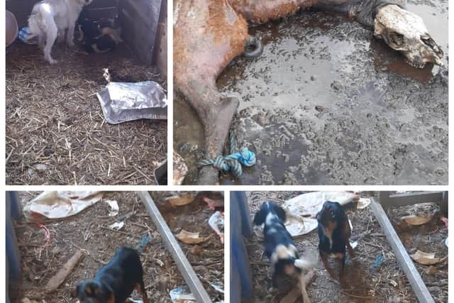 Defence Solicitor Michael Keane described his client as “an old school bachelor farmer”, a label rejected by the Judge and an animal welfare inspector. 