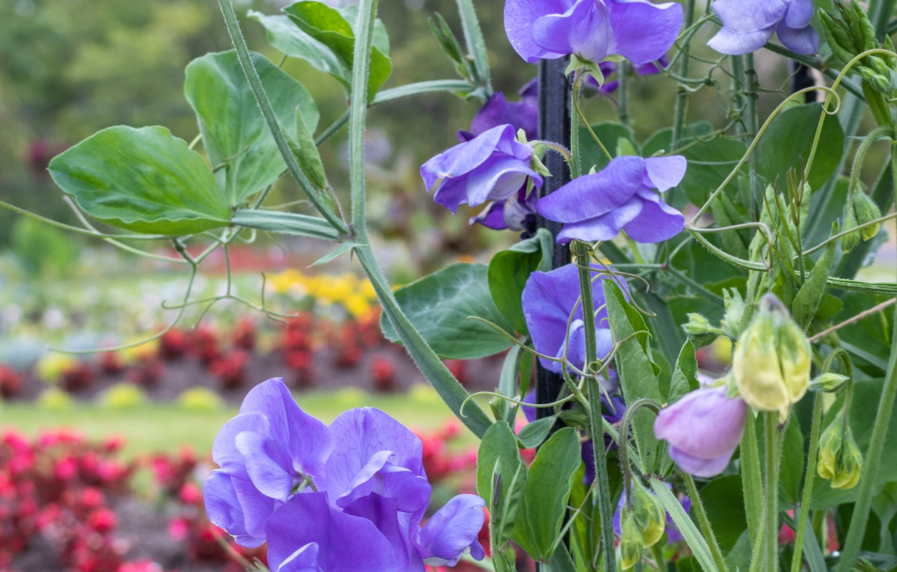 Local Carlow gardens set to feature on popular RTÉ programme HomeGrown