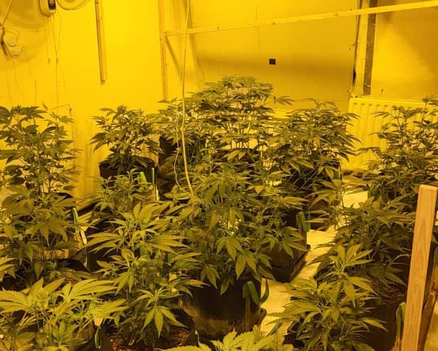 Gardaí find big cannabis growhouses in Galway raids - three people arrested