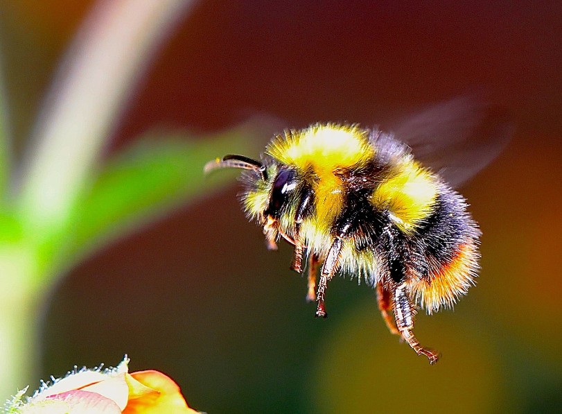 The garden bumblebee is distinguished by its long tongue used for feeding on pollen in deep-flowered plants