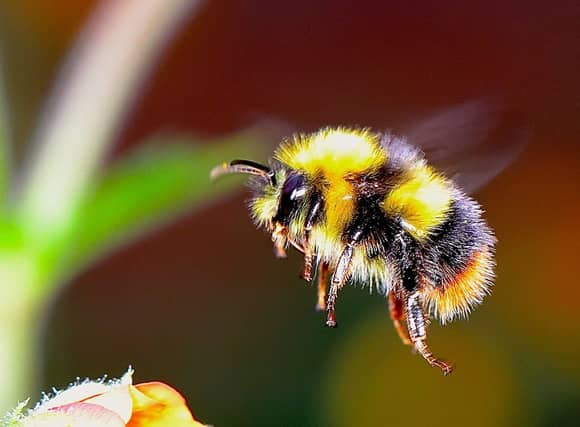 The garden bumblebee is distinguished by its long tongue used for feeding on pollen in deep-flowered plants