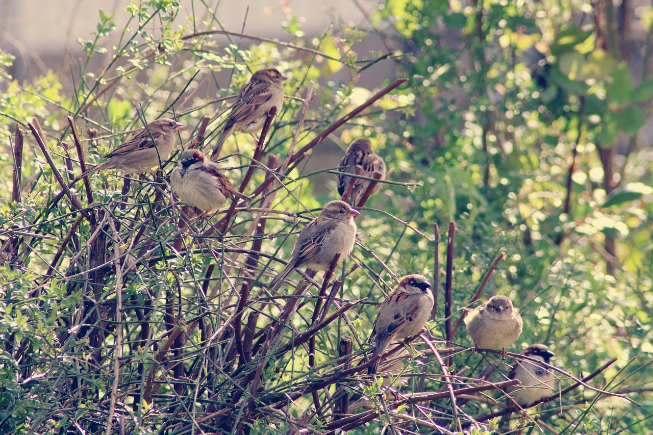 'Avoid cutting' - Carlow-Kilkenny minister calls on locals to protect hedges for wildlife