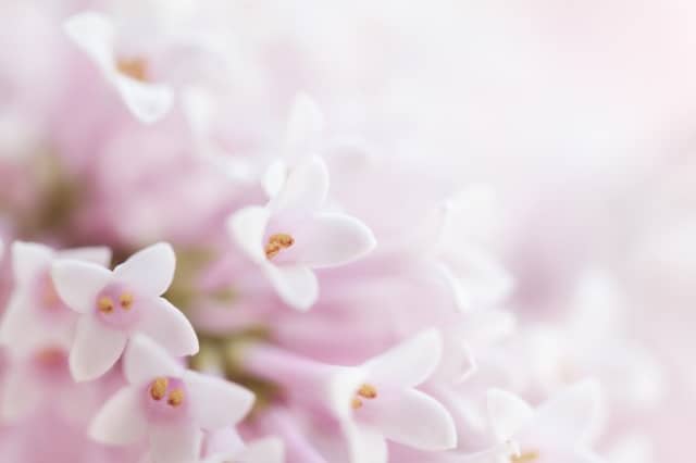 Death notices and funeral arrangements in Carlow - Thursday 8th February 2024