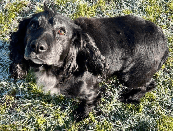 Picture: Carlow/Kilkenny Dog Shelter