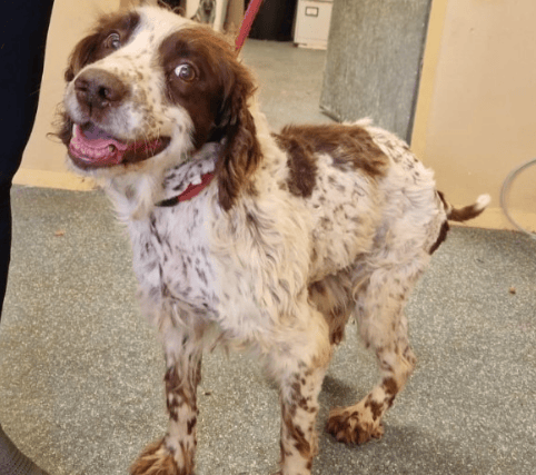 The charity describes the dog - who is approximately 9 or 10 years old - as "affectionate and friendly", with a love of jumping and walks. 