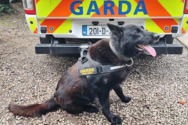 Some of the major successes he has sniffed out over his decade-long career include a €900,000 grow house, along with locating several burglars and recovering plenty of stolen goods.