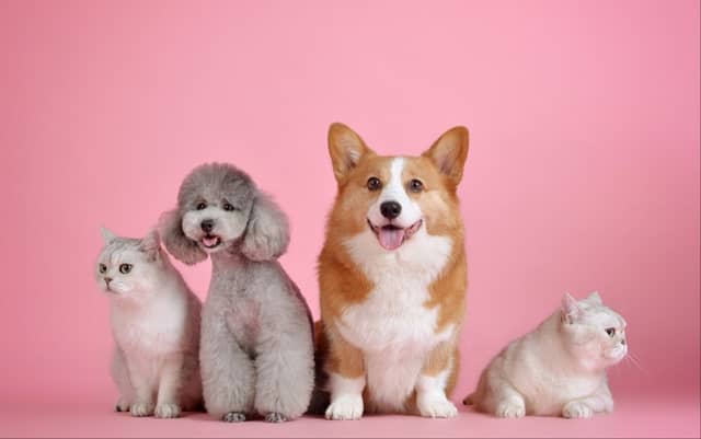 Bagenalstown business wins Best Retailer at Ireland's Local Pet Awards 2023