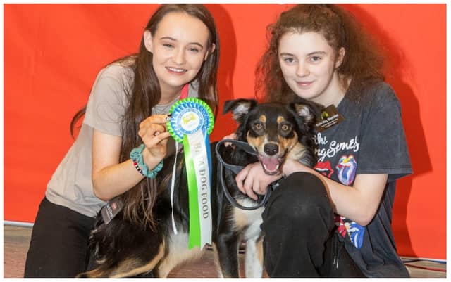 Carlow puppy Saddie Sheridan, a Border Collie, representing the Carlow based store in the final