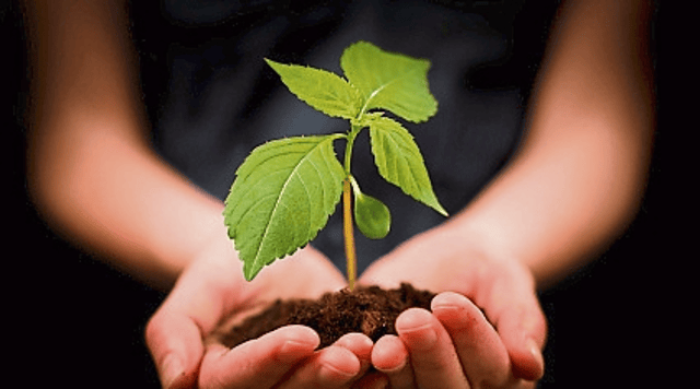 The topic for the Clonmel Horticultural Society meeting is Special Plants for your Garden