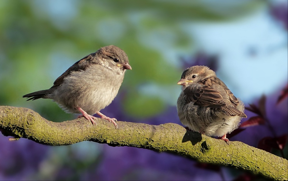 What's On: Bird watch in Carlow on guided nature walk to end Heritage Week