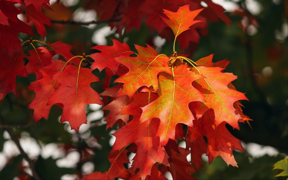 Carlow Weather: Average temperatures for the start of October of 14 to 16 degrees
