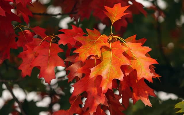 Carlow Weather: Average temperatures for the start of October of 14 to 16 degrees