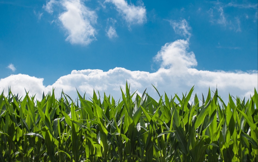 'Completely unacceptable': Carlow TD calls on government as farms face payment delays