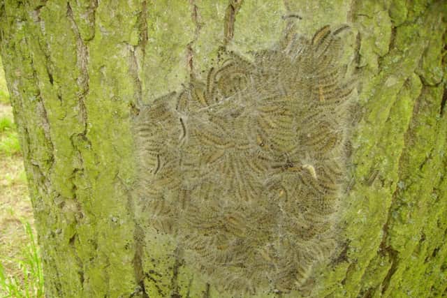 The pest also poses risks to human and animal health, as the body of the caterpillar is adorned with numerous irritating hairs. These can provoke allergic reactions which manifest as skin rashes, conjunctivitis and respiratory problems such as pharyngitis and asthma. 