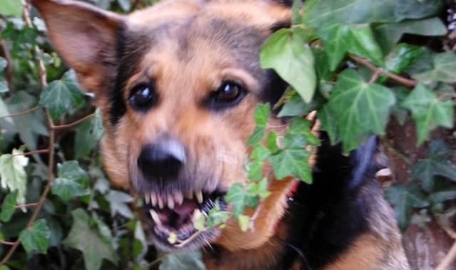 Waterford dog owners must keep pets under control - ISPCA
