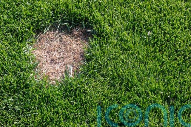 Leave bare ground