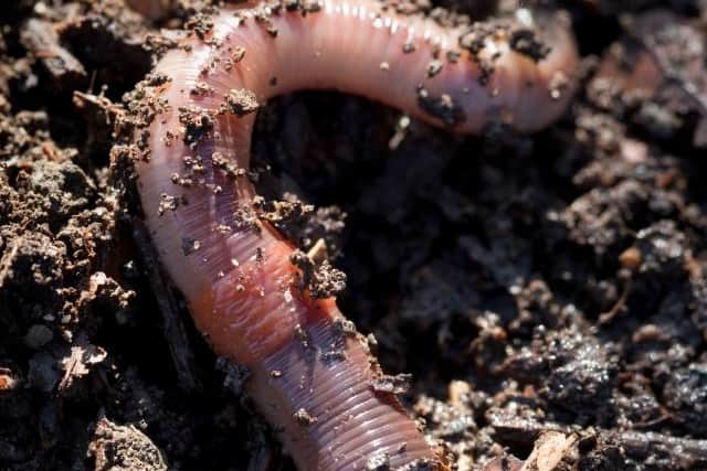 Love your earthworms