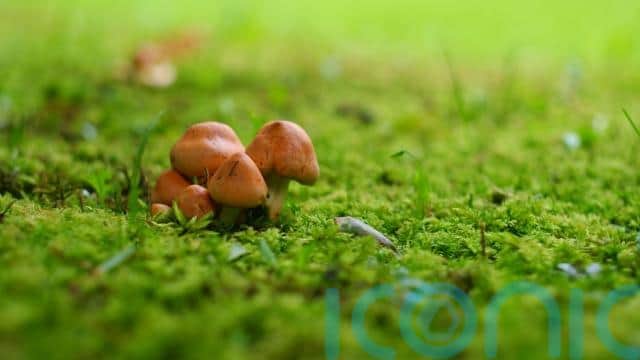 Welcome fungi