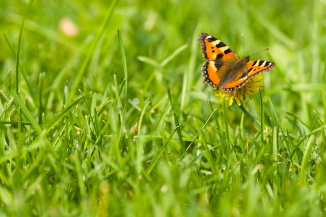 GUIDE: How to bring your lawn to life