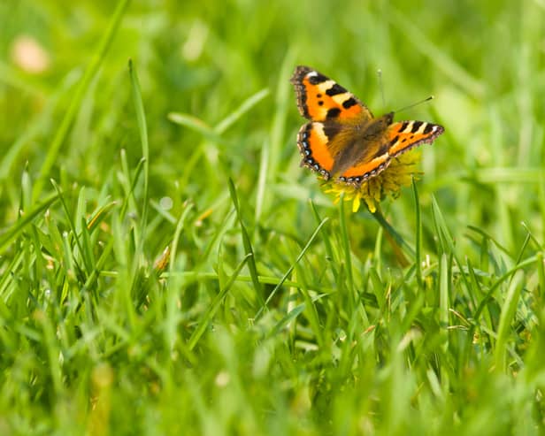 GUIDE: How to bring your lawn to life