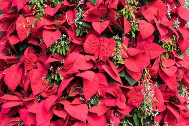 If you give them the conditions and TLC they need, you will be able to keep the festive spirit going in floral form until the next year.