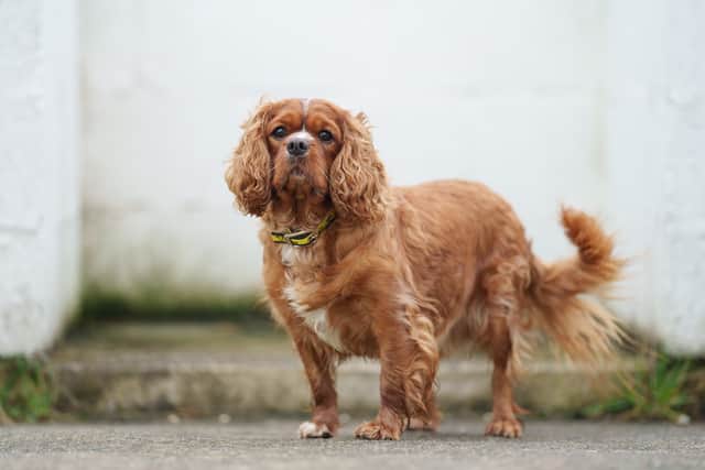 Two of the victims the charity cared for are Mollie, pictured above,  a six-year-old Poodle and Rudi, pictured below, a four-year-old Cavalier King Charles.