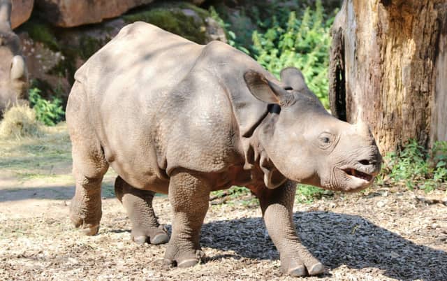 The rare species is the third Indian rhino to be born in any zoo worldwide this year and there is only 3,300 thought to be living in the wild.