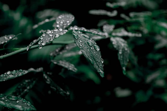 CARLOW WEATHER: Damp and windy weather expected today with highs of 17 degrees