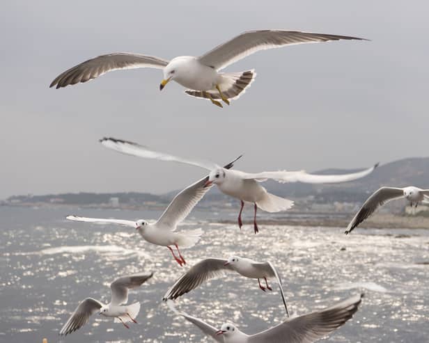 Pest birds spread infections through their droppings, which contain bacteria