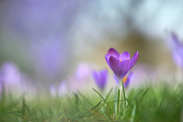 The Crocus Project is co-funded by the European Union and supported by the Department of Education