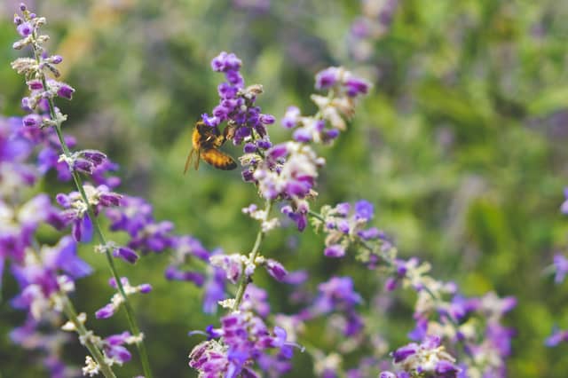 Engagement with communities and local authorities is crucial to the implementation of the National Biodiversity Action Plan