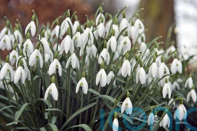 He says the autumn flowering saffron crocus is a fantastic choice for those looking to add colour and interest to their containers, and this striking flower should be planted with a good quality peat-free compost.