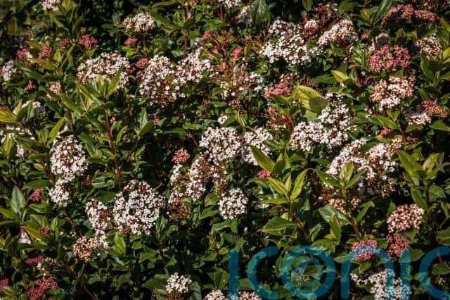 Ornamental trees and shrubs