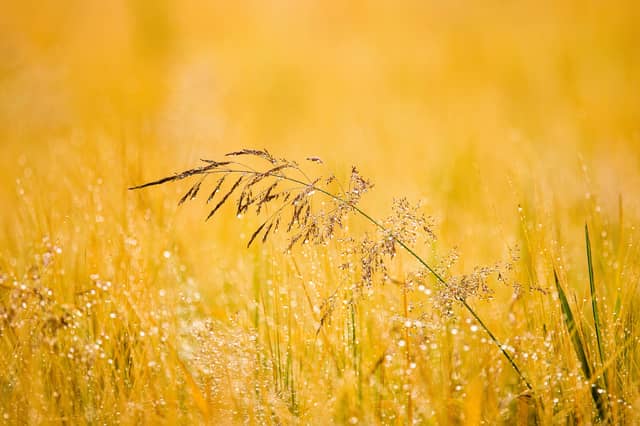 CARLOW WEATHER: Sunny spells expected today with scattered showers possible